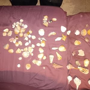 SEASHELLS w/ glass jar